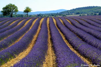 Lavender ready to harvest in deep purple mounds: Photo Copyright Marcia M. Mueller